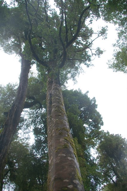 tepa habito